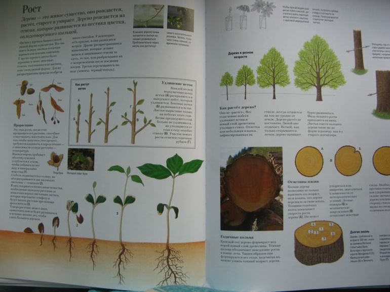 Большая книга о лесах и деревьях