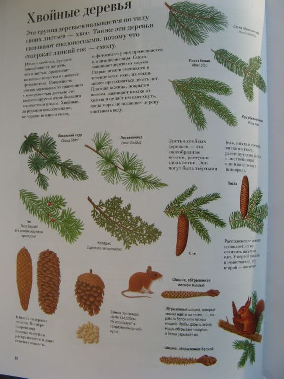 Большая книга о лесах и деревьях