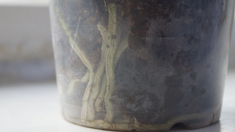 Что с ней и как спасти?