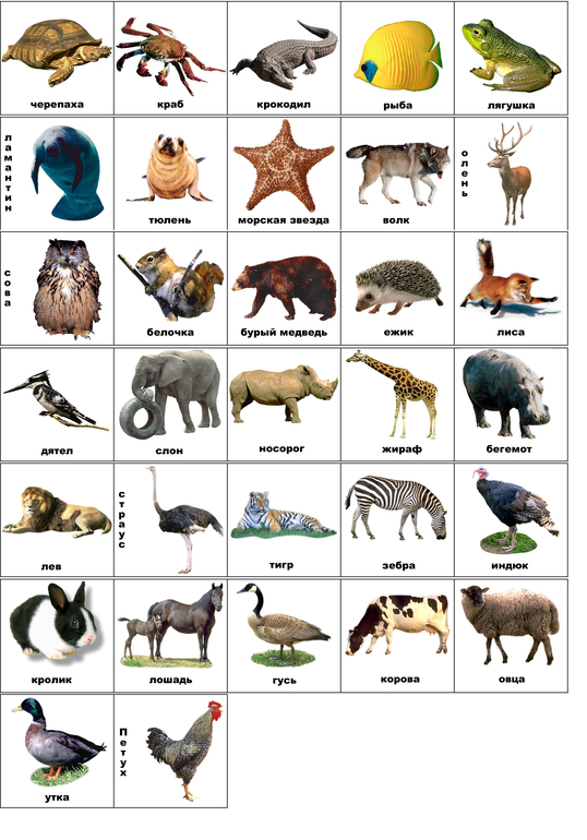 Игра с карточками: Кто где живет (раздача)