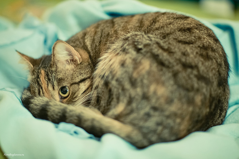 Всем привет от Муры.