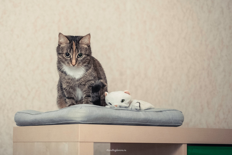 У моей кошки есть котёнок,