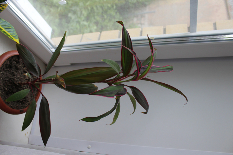 Подскажите названия цветов!