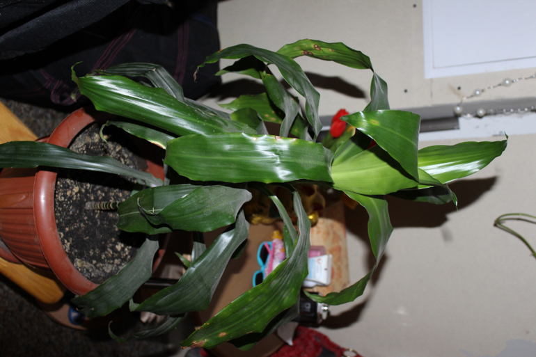 Подскажите названия цветов!