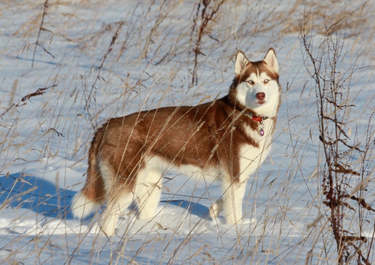 Счастье в малом