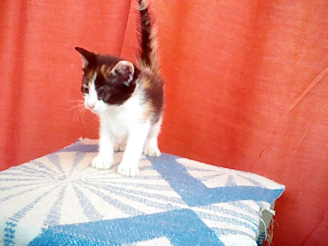 Котята в добрые руки.г.Крымск