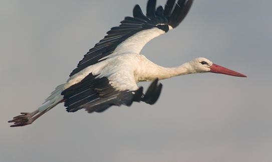 Аиста не видели? ))))