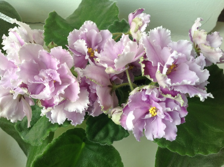 Розмари и другие)