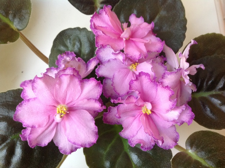 Mellow yellow спорт