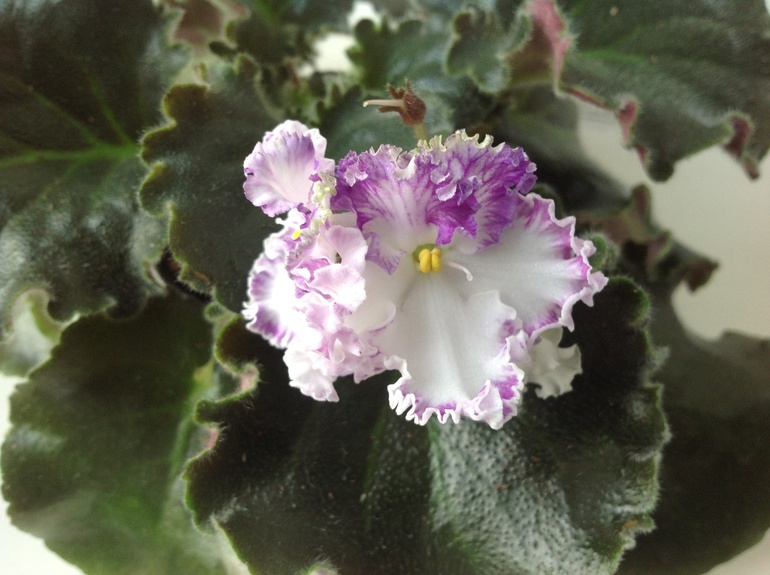 Розмари и другие)