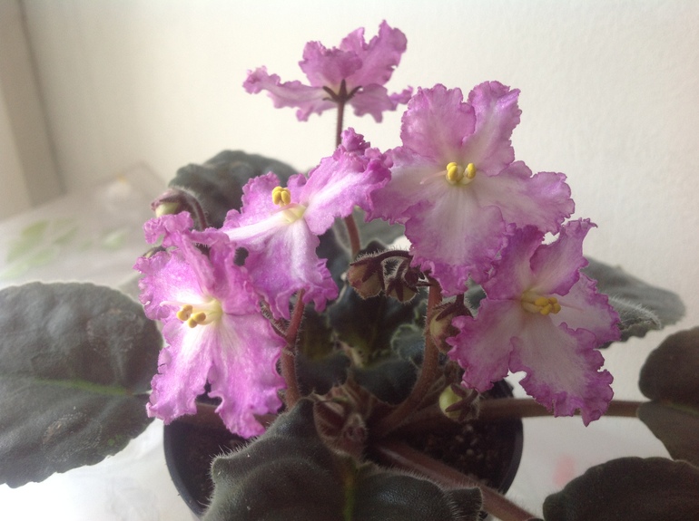 Продам фиалки Рязань