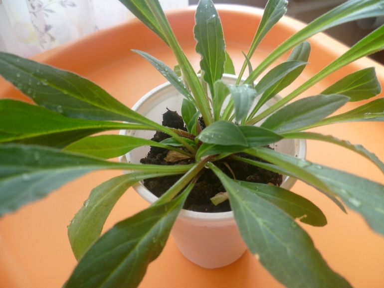 Помогите опознать