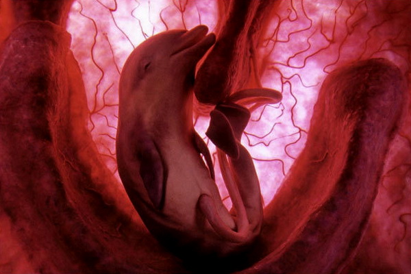 Тайна Жизни