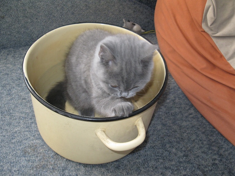 Суп с котом)))