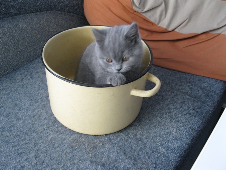 Суп с котом)))