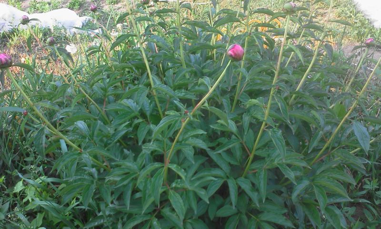 май 2014, мои овощи-цветочки