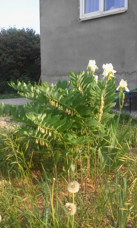 май 2014, мои овощи-цветочки