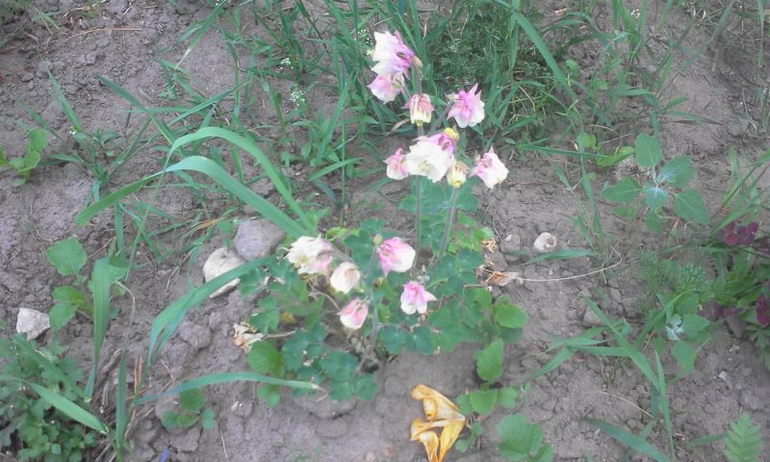 май 2014, мои овощи-цветочки