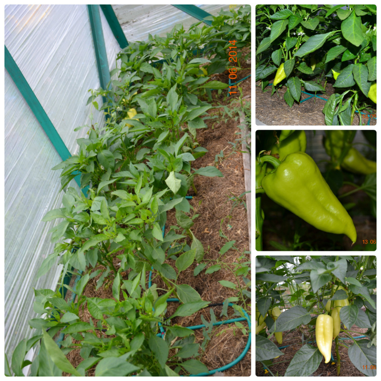 Хвалюшечки