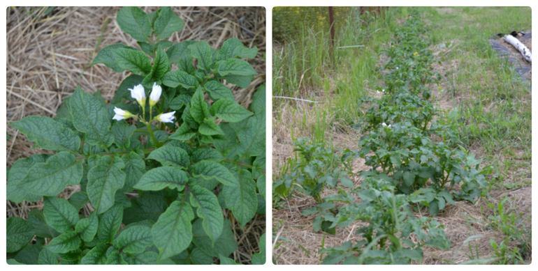Хвалюшечки