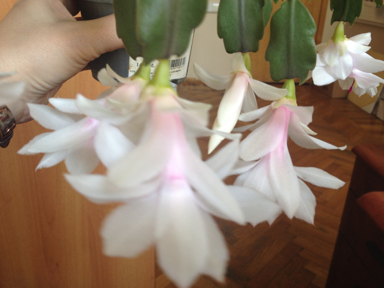 Мои красотки!