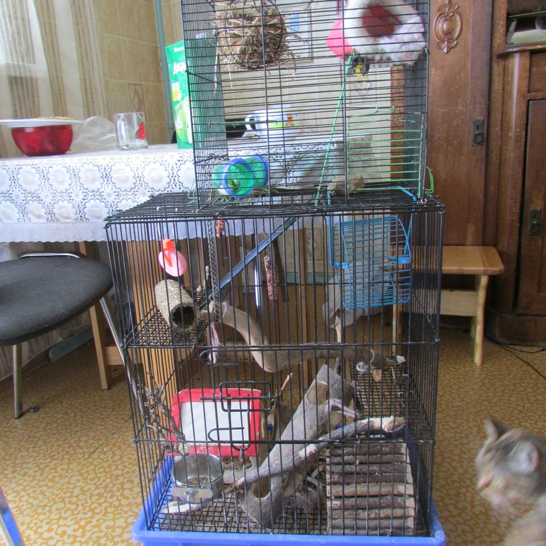 Клетка для ДЕГУ, песчанок