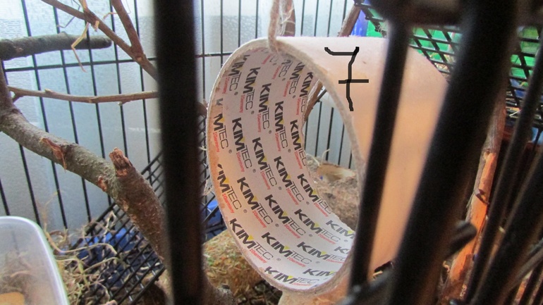 Белка ТИРЛЕ! Знакомьтесь!!!