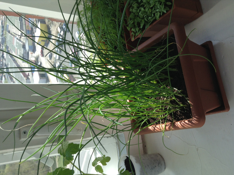 Мой огородик)))