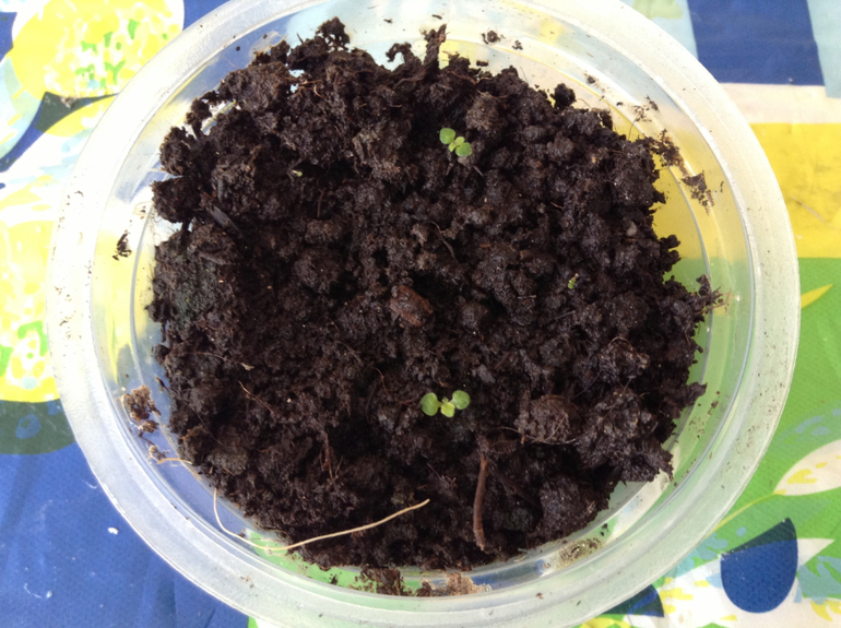 Мой огородик)))