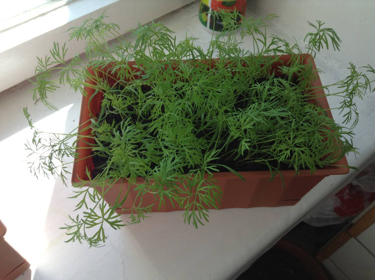 Мой огородик)))