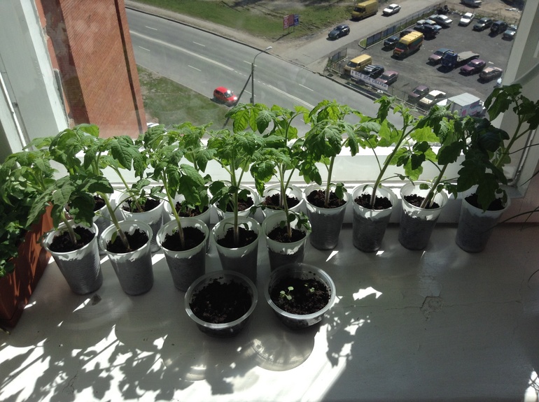 Мой огородик)))