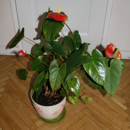 продаю комнатные цветы