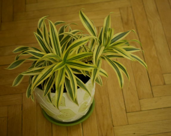 продаю комнатные цветы