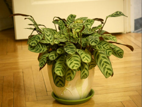 продаю комнатные цветы