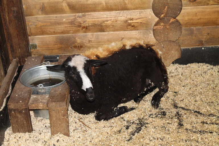 Двойняшки в зоопарке)))