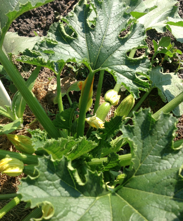 Ну вот дождались огурцов в открытом грунте)