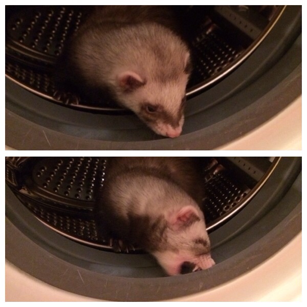 Чудо хорек:)