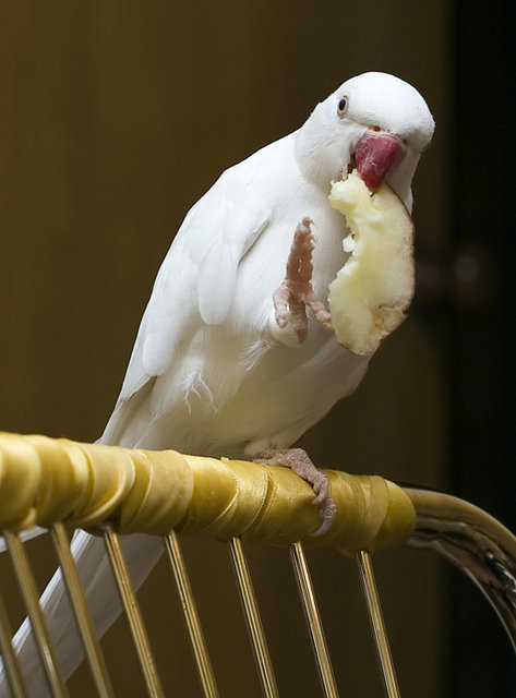 редкий окрас ожереловый попугай белый морфа