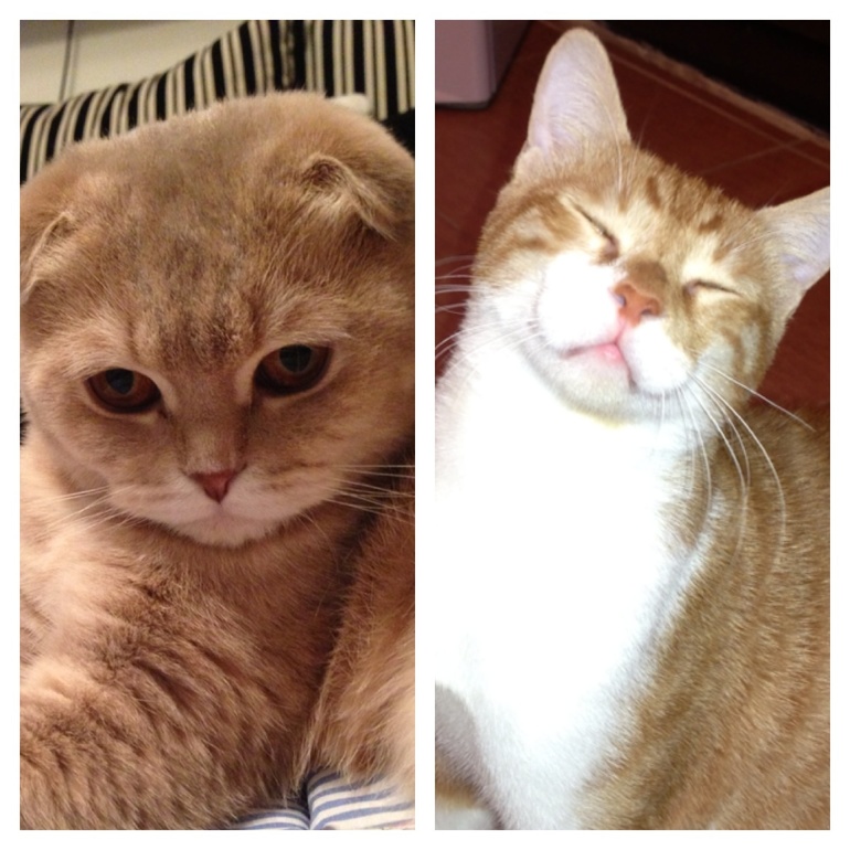 Мои любимые котейки :))