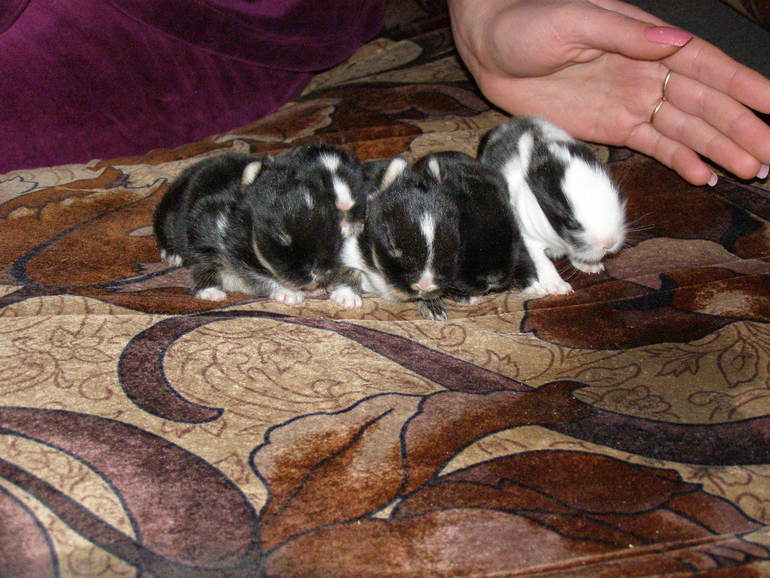 А вот таких лапочек видели???Нет не у кого???