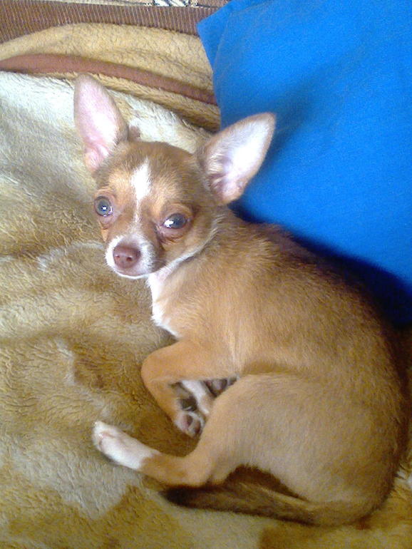 Мой Азазель.....