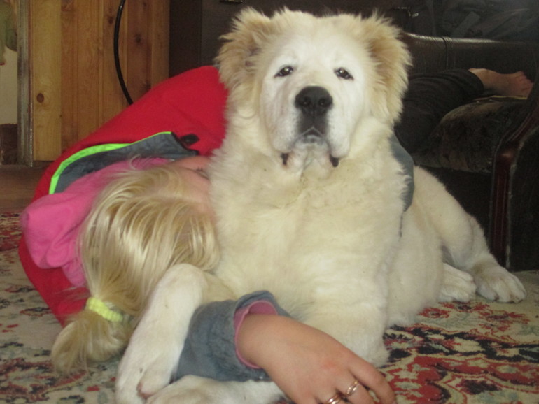 Эркана Шир Бузайна  Туркменский волкодав