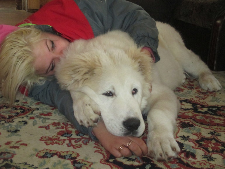 Эркана Шир Бузайна  Туркменский волкодав