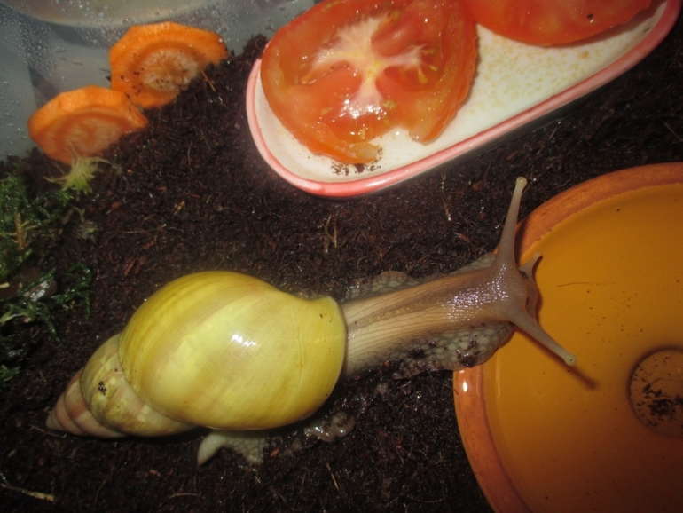 мои любименькие улиточки)