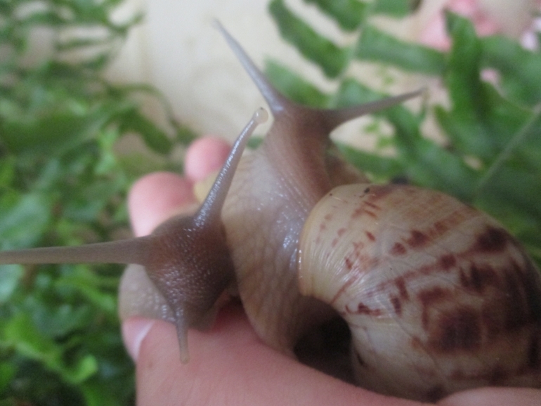 мои любименькие улиточки)