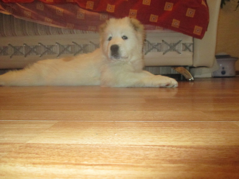 все назвали Найда