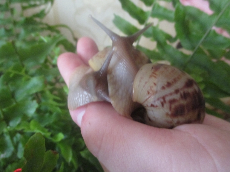 мои любименькие улиточки)