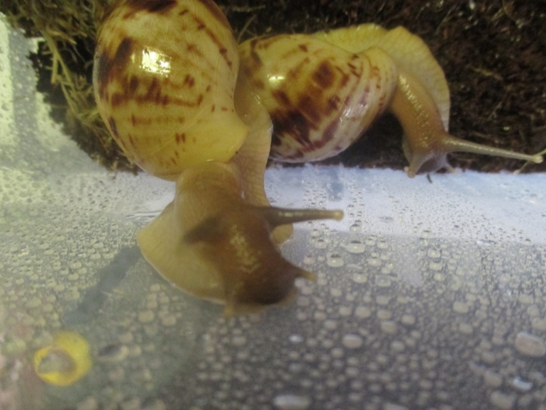 мои любименькие улиточки)