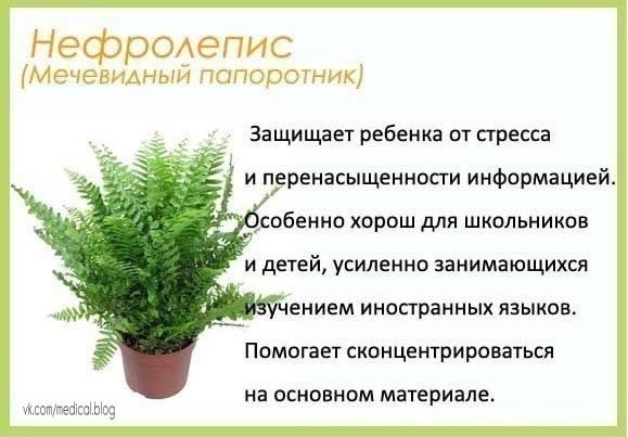 Комнатные растения в детскую - будьте здоровы!