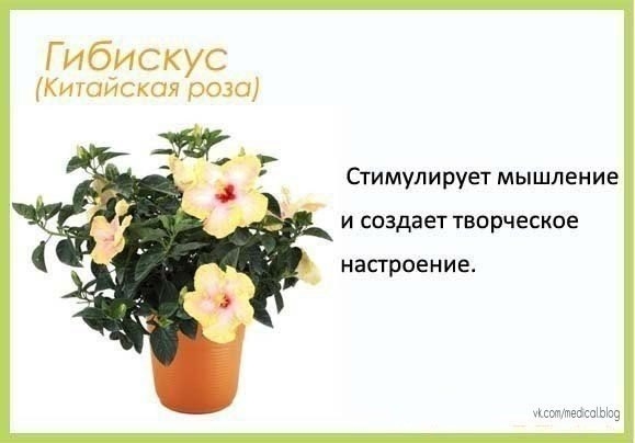 Комнатные растения в детскую - будьте здоровы!